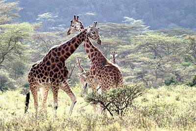 Best Camping Tours and Safaris Ltd - African Safari Provider