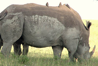 Best Camping Tours and Safaris Ltd - African Safari Provider