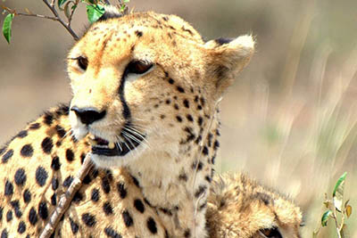 Best Camping Tours and Safaris Ltd - African Safari Provider