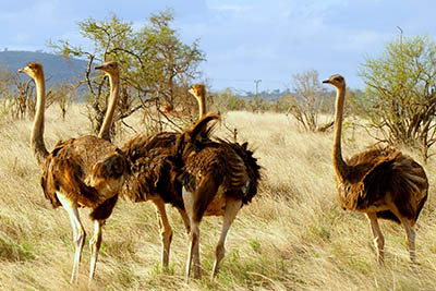 Best Camping Tours and Safaris Ltd - African Safari Provider