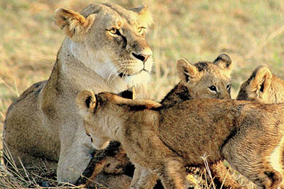 Best Camping Tours and Safaris Ltd - African Safari Provider
