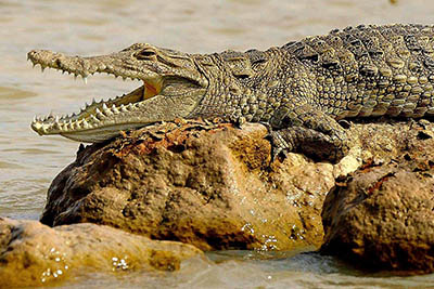 Best Camping Tours and Safaris Ltd - African Safari Provider