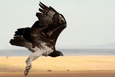 Best Camping Tours and Safaris Ltd - African Safari Provider