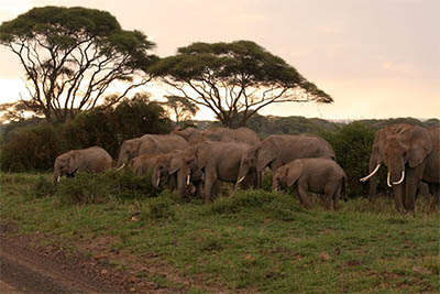 Best Camping Tours and Safaris Ltd - African Safari Provider