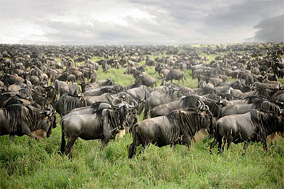 Best Camping Tours and Safaris Ltd - African Safari Provider