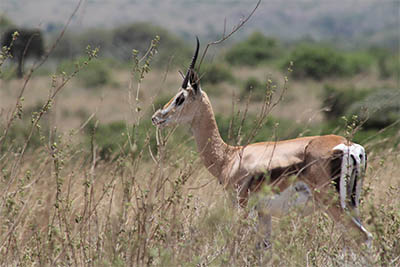 Best Camping Tours and Safaris Ltd - African Safari Provider