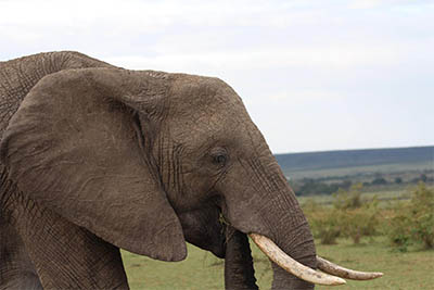 Best Camping Tours and Safaris Ltd - African Safari Provider
