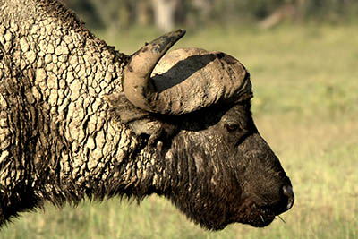 Best Camping Tours and Safaris Ltd - African Safari Provider