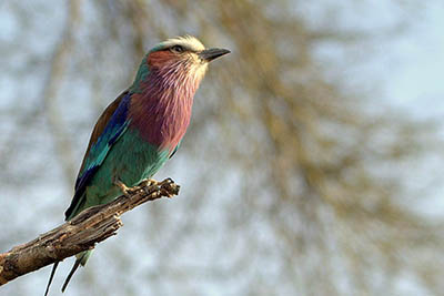Best Camping Tours and Safaris Ltd - African Safari Provider